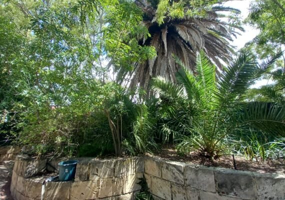 480820654_575557702142179_3752205055076726963_n